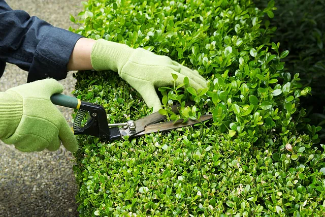 Rey Tejón Forestal Sl sitio en reforma