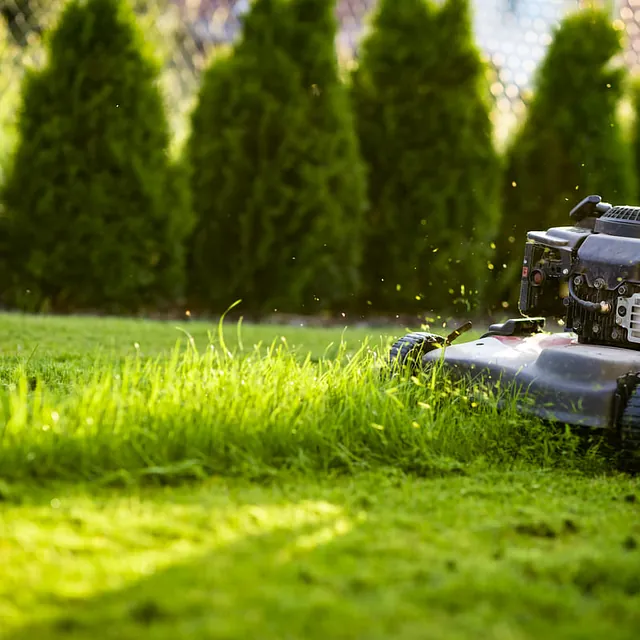 jardinería césped